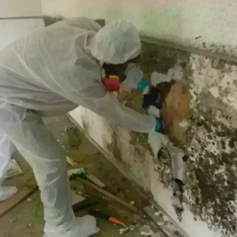 Mold Remediation and Removal in Port Henry, NY